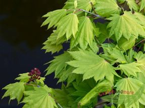 Shirosawa Goldahorn Acer Jordan sonnenvertrglich limegrnes Blatt 100 - 125 cm